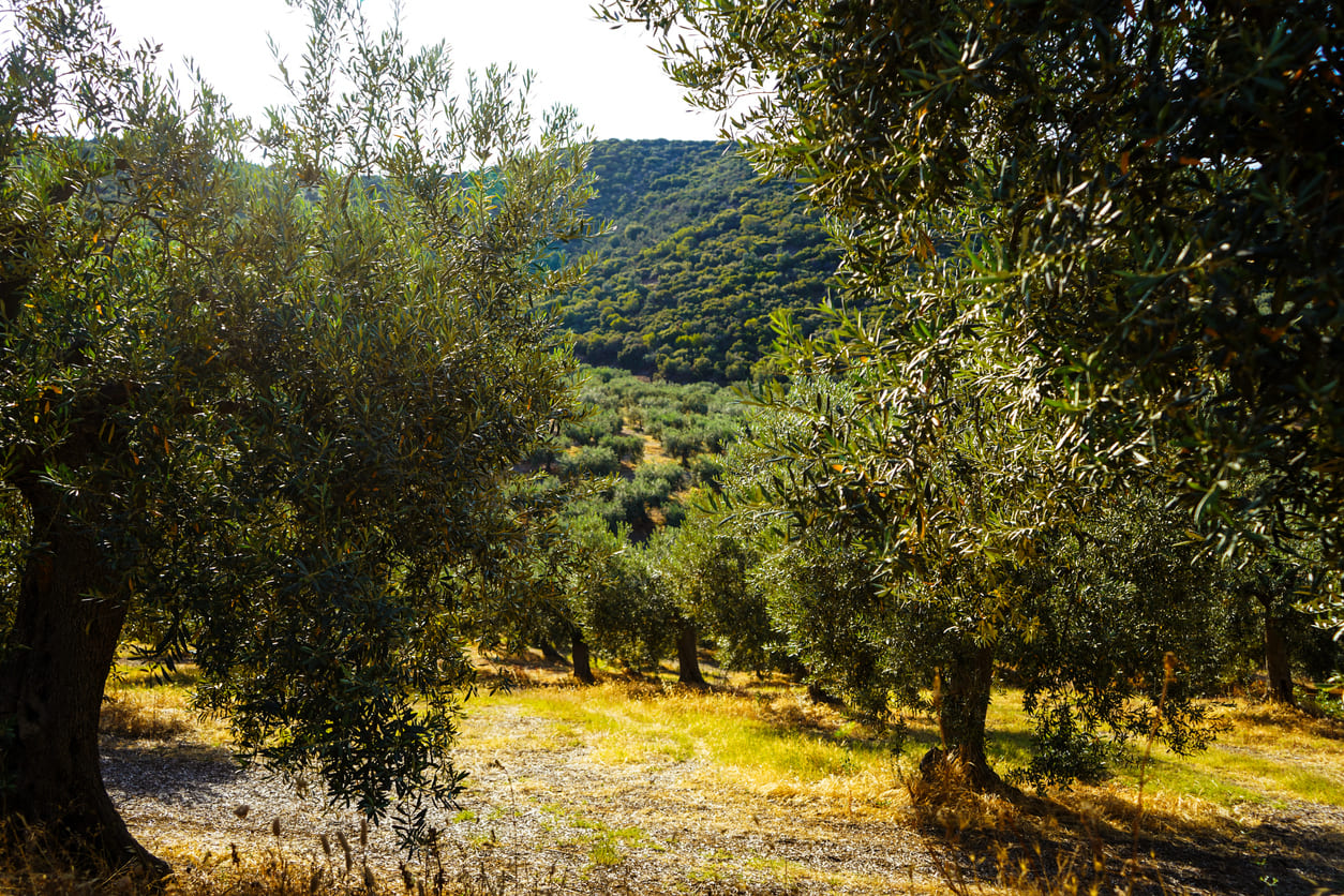 Our Olive grove at Colomera, Granada.