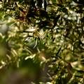 EVOO de la première récolte