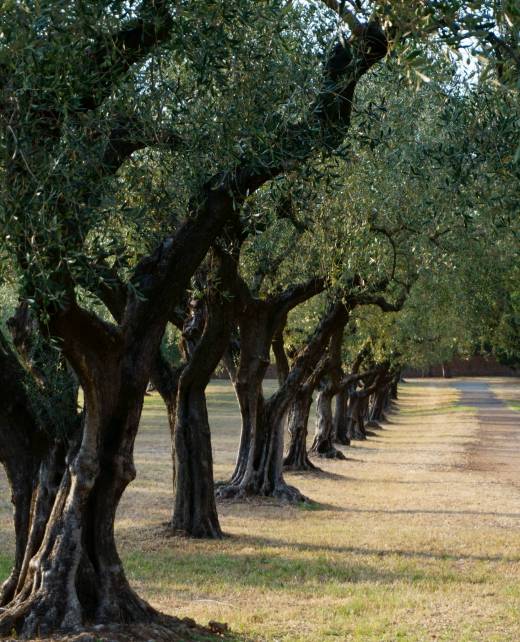 los lobos premium evoo sponsor olive tree